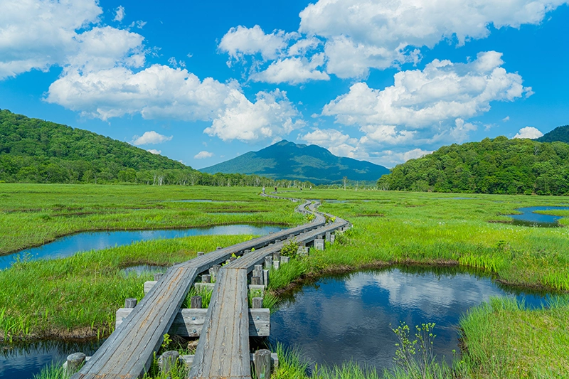 夏の尾瀬